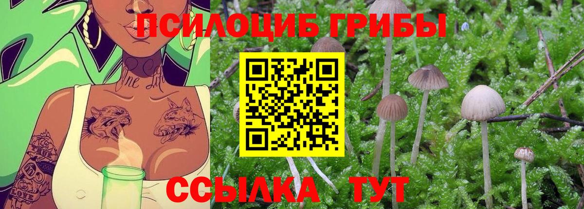 Тамбов  где найти наркотики  Вход с VPN  Галлюциногенные грибы Cubensis 